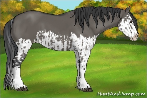Horse Color:Grullo Sabino Splash  and Grullo Sabino Splash 