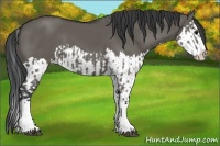 Horse Color:Grullo Sabino Splash  and Grullo Sabino Splash 