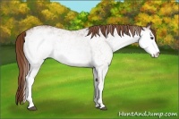 Horse Color:White Spotted Chestnut 