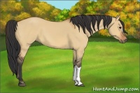 Horse Color:Bay Dun