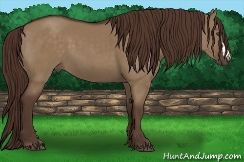 Horse Color:Liver Red Dun 