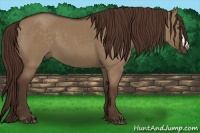 Horse Color:Liver Red Dun