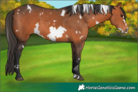 Horse Color:White Spotted Bay Frame