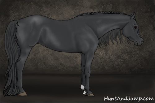 Horse Color:Black 