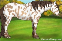 Horse Color:Amber Champagne Appaloosa 