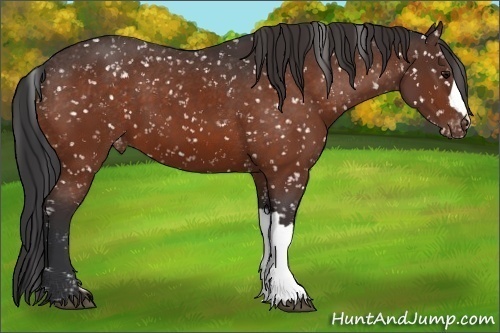 Horse Color:Brown Appaloosa 
