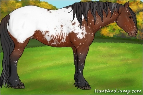 Horse Color:Bay Appaloosa 
