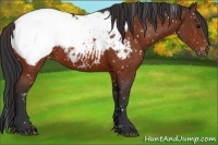 Horse Color:Bay Appaloosa 