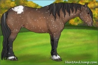 Horse Color:Brown Appaloosa 