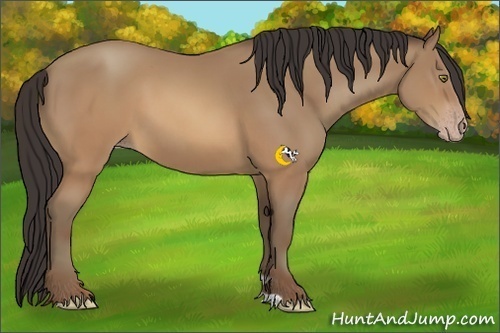 Horse Color:Sable Champagne 