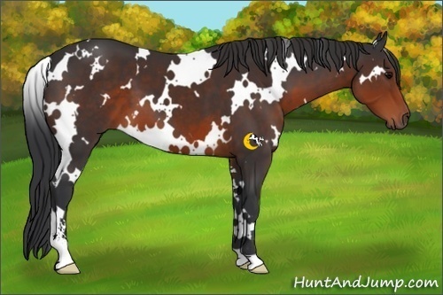 Horse Color:White Spotted Brown Sabino