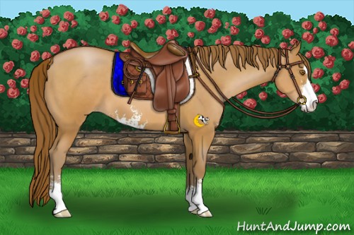 Horse Color:Brown Pearl Sabino