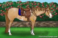 Horse Color:Brown Pearl Sabino