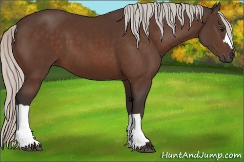 Horse Color:Silver Bay 