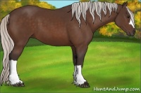 Horse Color:Silver Bay 