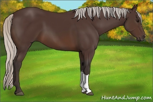 Horse Color:Silver Brown 