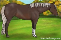 Horse Color:Silver Brown