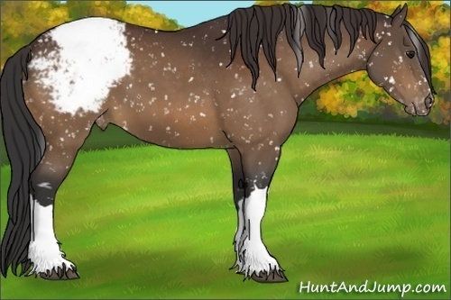 Horse Color:Bay Appaloosa 