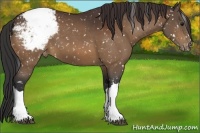 Horse Color:Bay Appaloosa 