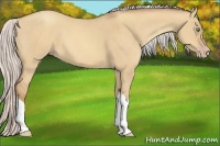 Horse Color:Silver Amber Champagne Dun Tobiano 