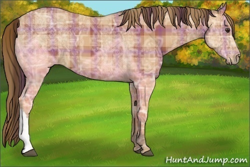 Horse Color:Plaid Bay Ice