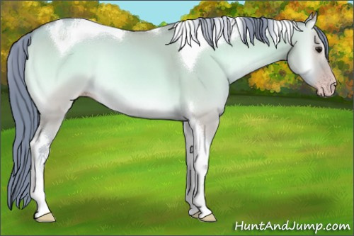 Horse Color:Gray Watercolor Classic Champagne Onyx Tobiano 