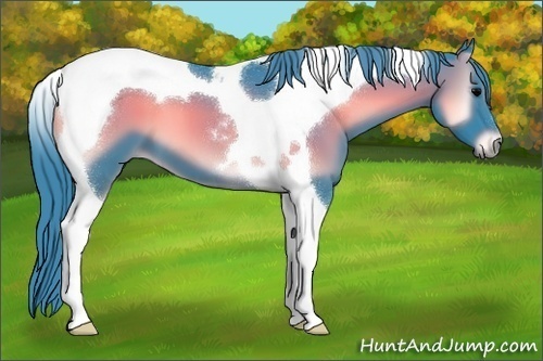 Horse Color:Watercolor Blue Onyx Tobiano