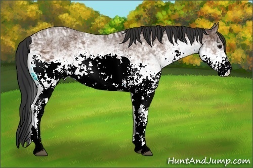 Horse Color:White Spotted Bay Ice Rabicano 