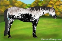 Horse Color:White Spotted Bay Ice Rabicano