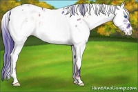 Horse Color:Watercolor White Spotted Blue Onyx Roan Splash Frame Near Leopard