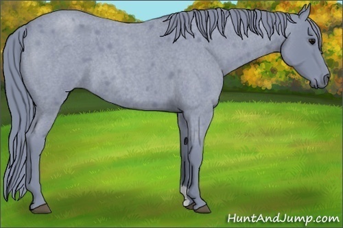 Horse Color:Watercolor Blue Roan