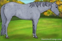Horse Color:Watercolor Blue Roan 