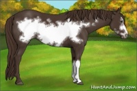 Horse Color:Liver Chestnut Frame 