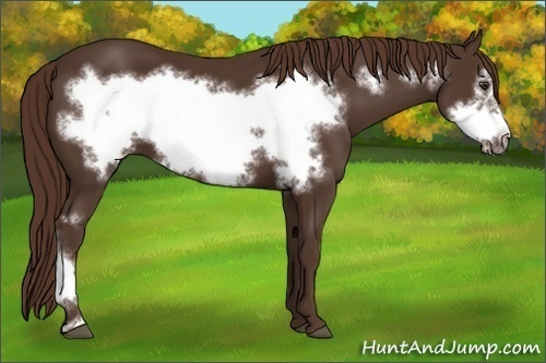 Horse Color:Liver Chestnut Frame