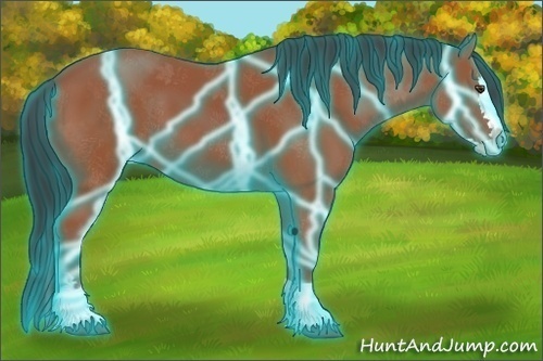 Horse Color:Thunderstruck Bay Splash 