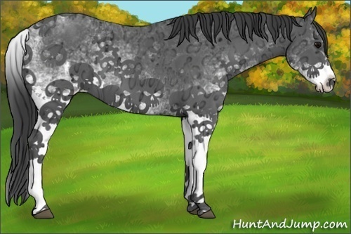 Horse Color:White Spotted Black Ice 