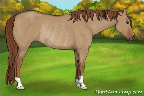Horse Color:Red Dun Rabicano