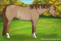 Horse Color:Red Dun Rabicano 