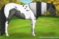 Horse Color:Black Tobiano 