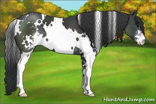 Horse Color:White Spotted Black Sabino