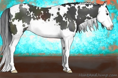Horse Color:White Spotted Black Splash