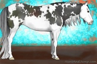 Horse Color:White Spotted Black Splash 