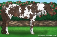 Horse Color:White Spotted Liver Chestnut 
