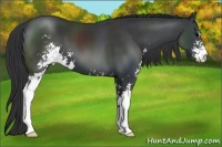 Horse Color:Black Sabino