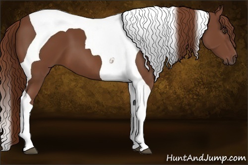 Horse Color:Chestnut Tobiano 