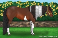 Horse Color:Bay Tobiano 
