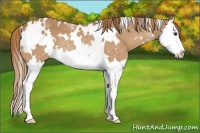 Horse Color:White Spotted Chestnut Splash 