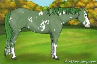 Horse Color:Watercolor White Spotted Bay Splash 