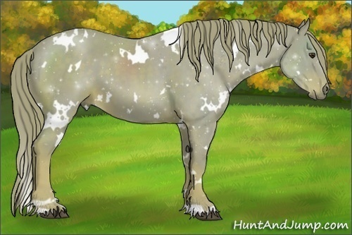 Horse Color:Watercolor White Spotted Liver Chestnut 