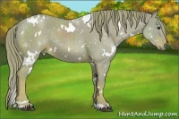 Horse Color:Watercolor White Spotted Liver Chestnut